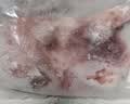 鲁南顺发（LUNANSHUNFA）鲁南顺发沂蒙山黑猪肋排块 2斤 猪肉排骨肋排烤肉 黑猪棒骨2斤 实拍图