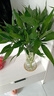 【富贵竹】广州发货水培植物好养懒人节节高供佛办公室内礼物七夕 富贵竹60cm10支 实拍图