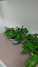 双盟绿萝盆栽除甲醛花卉绿植办公室新房净化空气180加仑4盆装源头直发 实拍图
