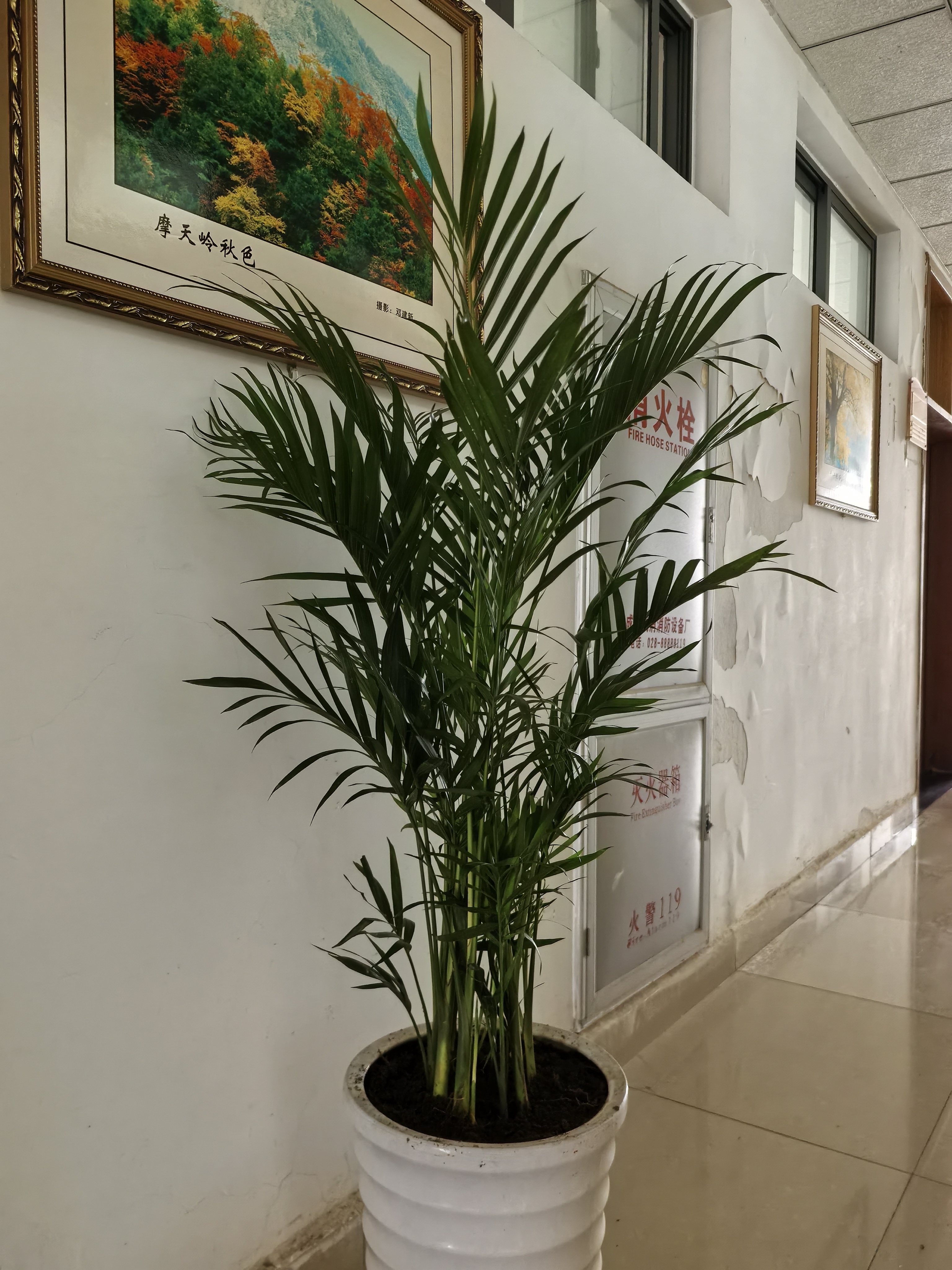 中梦散尾葵植物盆栽客厅大型绿植室内办公室凤尾竹盆景天堂鸟花卉 散尾葵高80-90厘米简易原盆 实拍图