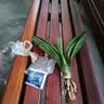 种花迷君子兰盆栽老苗带花苞四季好养多肉花卉绿植物室内圆头和尚大小苗 君子兰大苗灿烂10-12片+肥料 不含盆 实拍图