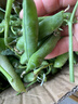 新鲜豌豆四川带壳青豆角水果甜豆荚农家蔬菜 新鲜青豌豆荚净重2斤 实拍图