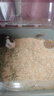 猫狗窝仓鼠木屑垫料柔软舒适专用品大全金丝熊除臭无尘吸水刨花 仓鼠窝木屑5斤装 实拍图