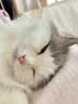 ZEZE猫窝冬季保暖猫咪半封闭加厚猫床蒙古包安全感冬天宠物窝 实拍图