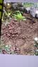 护花侬四季浓香开花白兰花苗盆栽室内阳台观花植物黄角兰绿植大树苗玉兰 白兰6年苗直径2cm 不含盆 实拍图