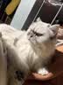猫咪防猫掉毛吃什么深海鱼油营养片美毛靓毛维生素非药防脱毛神器 3盒【再也不掉毛】 实拍图