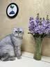 派得猫粮 幼猫成猫 英短蓝猫布偶流浪猫美短全价全阶段通用猫咪主粮 【升级款】猫粮牛肉味20斤丨送同款猫粮1斤 实拍图