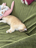 麦富迪 猫粮 奶弗羊奶鲜肉天然全价奶糕粮无谷低敏营养易吸收离乳期猫粮 【囤货装】成猫3kg 实拍图