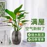 种花迷水培天堂鸟盆栽花卉植物室内客厅绿植面鹤望兰吸甲醛四季好养活 精品水培天堂鸟50-60厘米2棵【不含瓶】 实拍图
