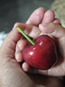 京鲜生大连美早樱桃车厘子 超级巨无霸4J级 2斤礼盒装 单果15g+生鲜水果 实拍图
