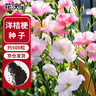 花沃里洋桔梗花种子500粒花卉种子家庭盆栽阳台庭院四季水果阳台盆栽 实拍图