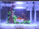 森森（SUNSUN）超白鱼缸一体缸自循环客厅水族箱桌面家用懒人免换水小型金鱼缸 超白HEJ300标配+假山景 实拍图
