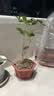 桂花树苗盆栽室内四季桂花卉植物金桂丹桂庭院大树浓香型绿植开花 精品四季桂花70-90cm【原土球发货】 实拍图