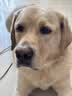 比乐鲜系列低敏无谷小型犬中大型犬狗主粮原味鲜冻干成幼狗粮通用犬粮 中大型成犬 20斤 实拍图