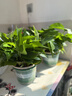 双盟绿萝盆栽除甲醛花卉绿植办公室新房净化空气180加仑2盆装源头直发 实拍图
