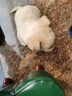 中华田园犬小型长不大适合小孩家养的高智商狗狗活物狗崽狗仔幼犬 田园级 小黄狗+狗粮+狗笼+包邮 母 实拍图