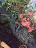 花翁海棠花盆栽树苗重瓣长寿冠盆景老桩庭院阳台绿植室内花卉源头直发 实拍图