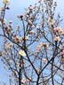 浪莎（LangSha）本命年内裤女纯棉属马年结婚中腰三角裤4条装全棉裆骐骥红女内裤 实拍图