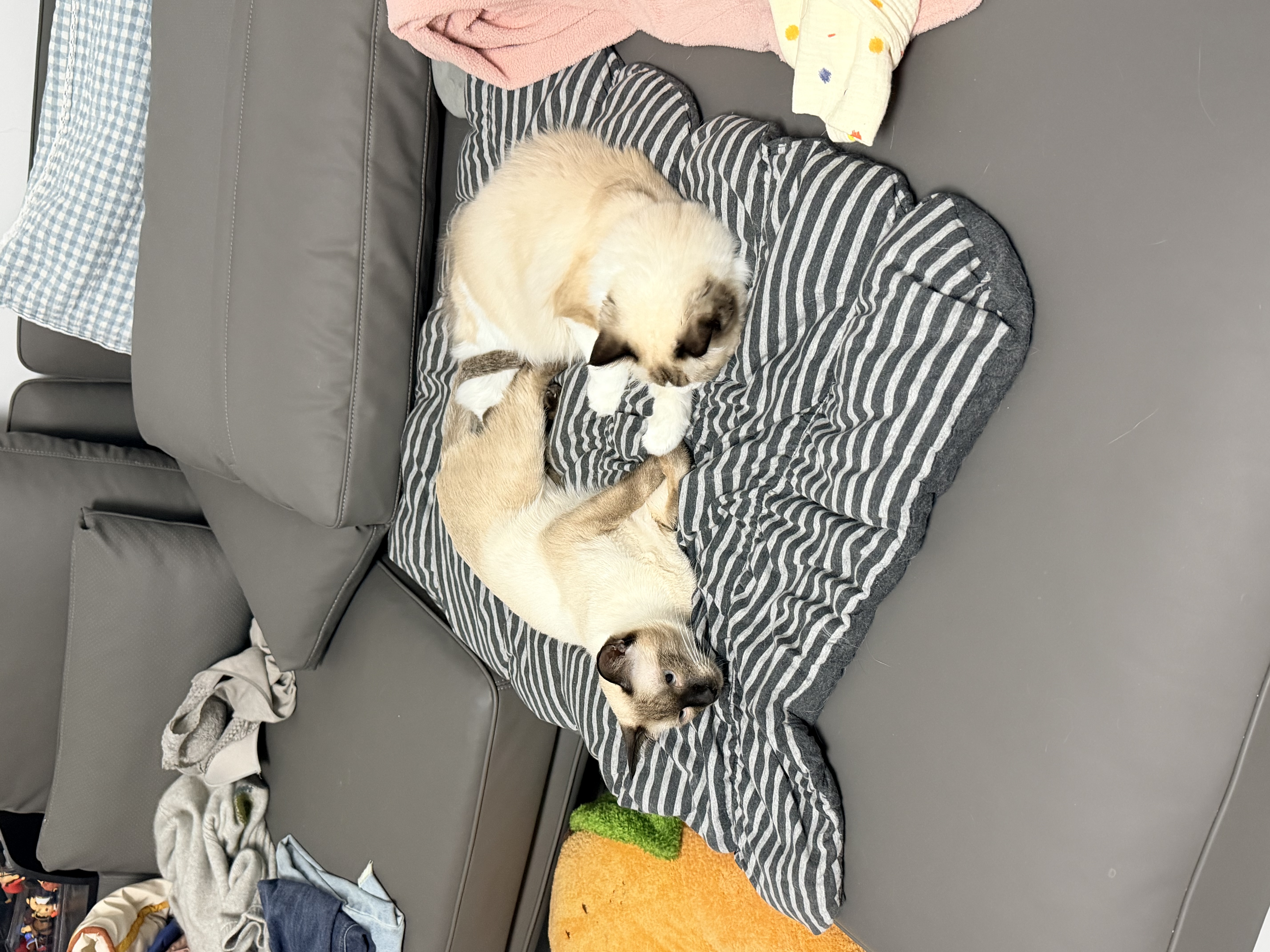 ZEZE橘子猫窝四季通用宠物床猫屋猫窝泰迪狗窝冬天保暖宠物用品 实拍图