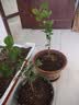 茉莉花苗盆栽带花苞九里香老桩驱蚊花卉植物室内浓香四季开花好养 中份茉莉花【3-5颗】花苞一般 不含盆 实拍图