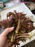 农大姐妹【 顺丰】香椿 香椿芽新鲜香椿芽2026山东露天香椿芽季节原因偏绿 香椿芽1斤茎秆偏粗介意慎拍 实拍图