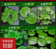 疯狂水草浮萍水草水上和鱼共养金鱼缸造景古法养鱼净化水质水芙蓉 （鱼池推荐）鱼池造景套餐一 实拍图