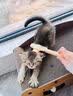 DSRAWMYT 猫梳子 梳毛刷 猫咪去浮毛猫毛清理器除毛针梳狗狗梳子宠物用品 实拍图