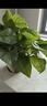 双盟绿萝盆栽除甲醛绿植办公室新房净化空气180托盘款16盆装源头直发 实拍图