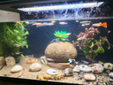 米家智能生态鱼缸还原自然生态 智能鱼缸+滤芯套装 实拍图