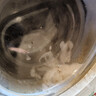 老管家 洗衣机清洁剂波轮滚筒式洗衣机清洗剂强力除垢杀菌祛异味375g 实拍图