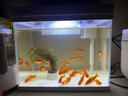 森森（SUNSUN）超白鱼缸一体缸自循环客厅水族箱桌面家用懒人免换水小型金鱼缸 超白HEJ300标配 带滤材+棉 实拍图