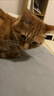 喔喔（WOWO）猫粮成猫幼猫通用三文鱼鳀鱼油美毛冻干酥化粮猫粮 【推荐】三文鱼冻干+鱼油酥化粮1.5kg 实拍图
