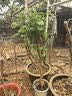 塑料大花盆特大号清仓果树加厚铁树脂户外庭院荷花睡莲陶瓷大水缸 圆形40（外径40CM高度25CM） 有孔种植盆 实拍图
