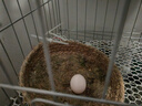 憨憨宠 鸽子笼 家用养殖鸟笼子特大号繁殖笼折叠配对笼大型带隔断鸽子窝 800带隔断# 可折叠鸽子笼 银色 实拍图