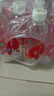 依能 西柚味 无糖无汽弱碱苏打水饮料 500ml*24瓶 塑膜装 饮用水 实拍图