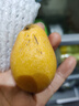 京鲜生 四川枇杷五星枇杷500g 单果20-30g 新鲜水果 实拍图