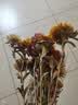 爱满干花 真花 云南麦杆菊花小雏菊天然风干花束摆设插花网红装饰摆件 麦秆菊彩色一束（40朵以上花头） 干树枝 实拍图