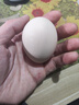 京鲜生鲜鸡蛋20枚/盒 健康轻食 营养健康 2斤/盒 源头直发  实拍图