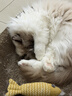 ERGOBABY宠物电推剪狗狗剃毛器猫咪剃脚毛器猫脚毛修剪器电动推子神器绿色 实拍图