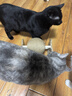 HELLOJOY逗猫咪玩具自嗨解闷猫抓板幼猫爪板小猫抓球耐抓不掉屑耐磨猫爬架 实拍图