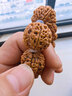 山中玉金刚菩提手串尼泊尔菩提子原籽龙鳞纹盘文玩大五瓣精品新年礼物 五瓣爆肉20-21mm 实拍图
