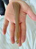康祝 天然牛角拨筋棒美容面部通用点穴按摩工具女脸部眼部专用刮痧板 实拍图