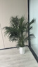 叹为观止 大型盆栽 单杆辫子发财树天堂鸟绿萝散尾葵办公室内开业乔迁礼品 富贵椰子【1.3—1.5米】 含盆 实拍图