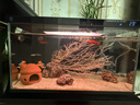 米家智能生态鱼缸定时喂食智能鱼缸+画法几何增氧泵套装 实拍图
