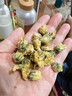 南同四海菊花茶桐乡胎菊杭白菊中药材特级正品泡水喝专用无硫磺干花草茶叶 实拍图