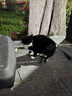instinct天然百利罐头进口零食猫粮奖励品宠物猫用品 优质蛋白 鸡肉猫罐头 156g*12罐 实拍图