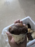 京鲜生云南新鲜姬松茸净重1斤鲜菌菇煲汤小炒火锅食材源头直发 实拍图