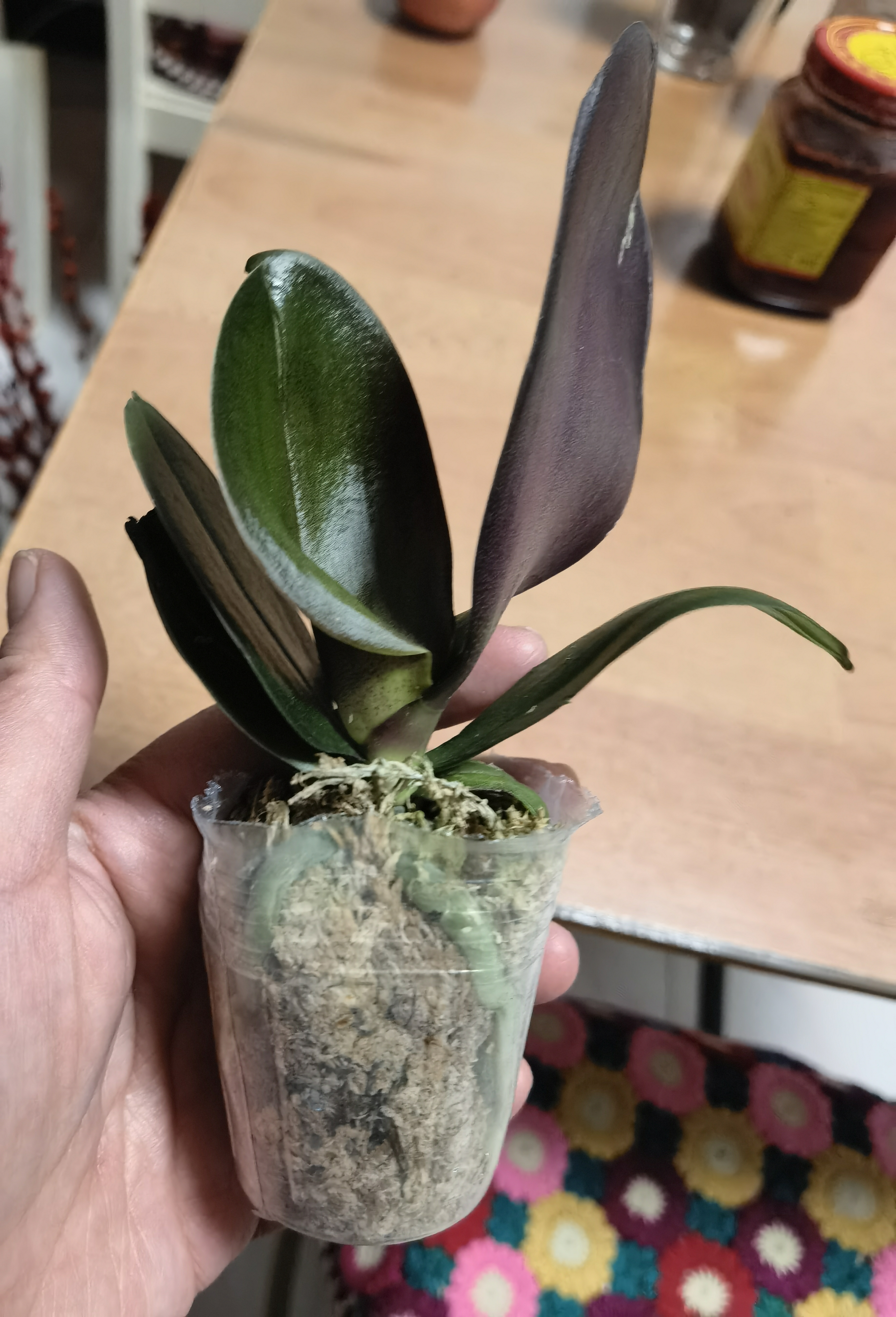 年宵花春节蝴蝶兰盆栽绿植花卉年货装饰过年四季开花大苗好养易活 光芒---【包开花】送营养液2包 小苗不带花剑 实拍图