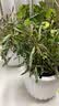 爱优尚含羞草盆栽室内阳台小植物四季常青害羞草怕羞草趣味植物源头直发 实拍图