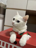 妙三多预防猫瘟猫鼻支英特威猫三联疫苗1针 实拍图
